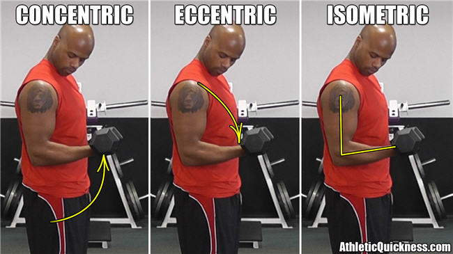 Muscle contraction types