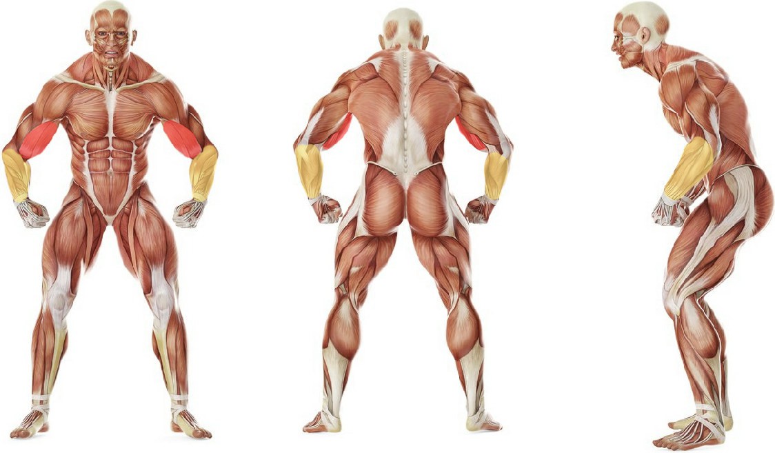 Какие мышцы работают в упражнении Подъем EZ-штанги на бицепс стоя (узкий хват)
