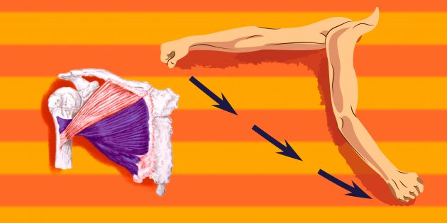 Упражнения на грудные мышцы: чтобы больше нагрузить нижнюю часть грудной мышцы, надо отведённое в сторону плечо перевести вперёд и вниз