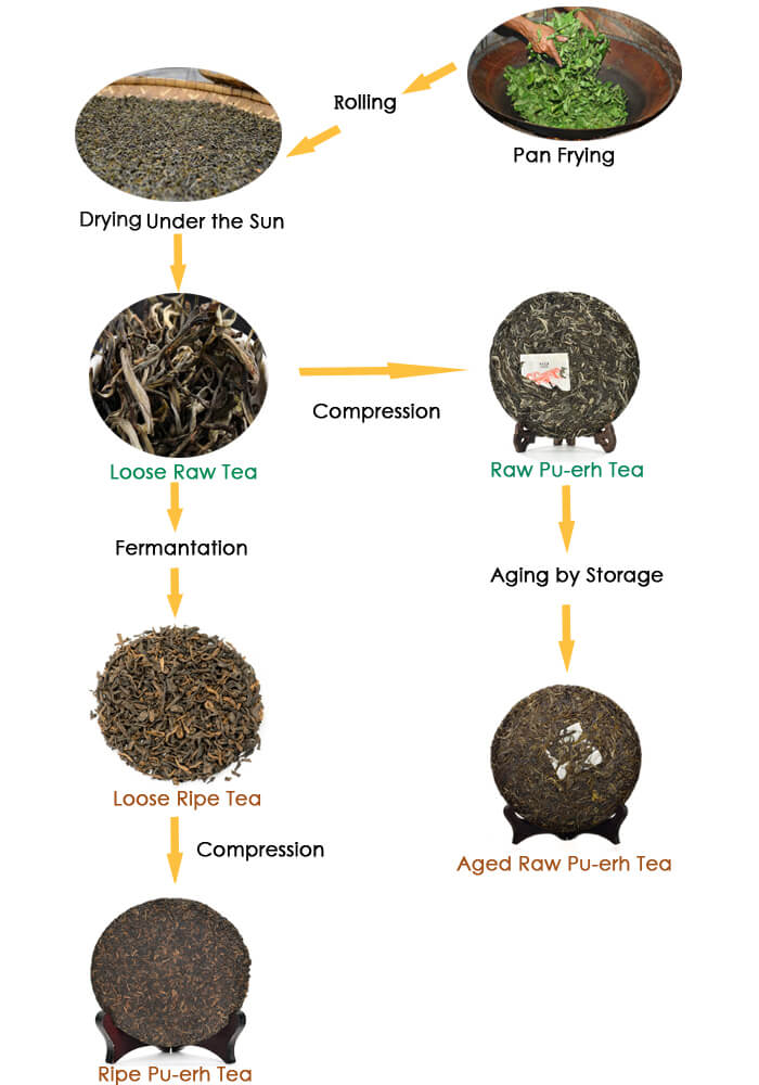 Athe Difference between Raw and Ripe Pu-erh