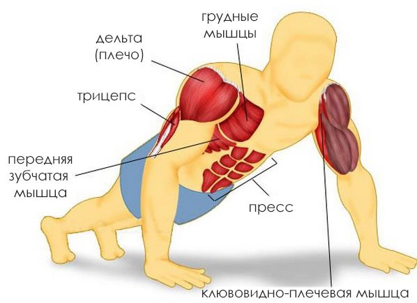 отжимания от пола какие мышцы работают