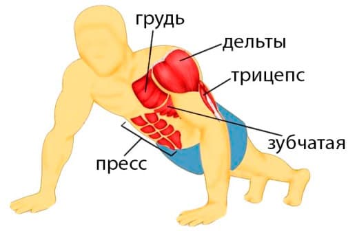 Какие мышцы работают при отжиманиях от пола