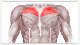 верхняя часть грудных мышц
