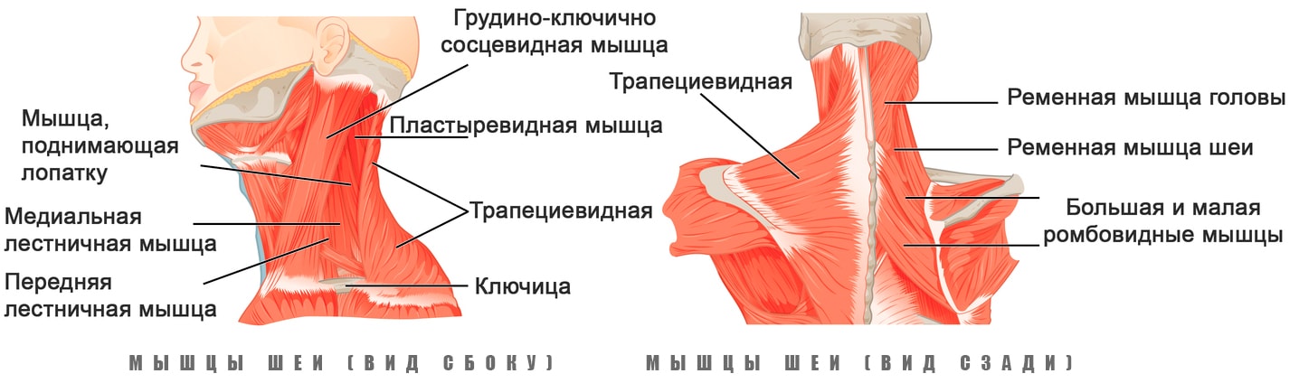 Анатомия мышц шеи человека