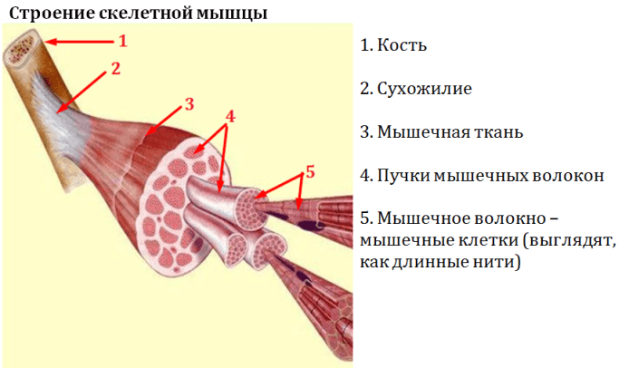 Строение мышцы