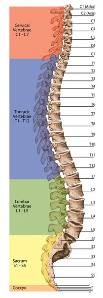 Didactic board, anatomy, human skeletal system, the skeleton, spine, the bony spinal column, columna vertebralis, vertebral column, vertebral bones, trunk wall, anatomical body, lateral view Stock Photo