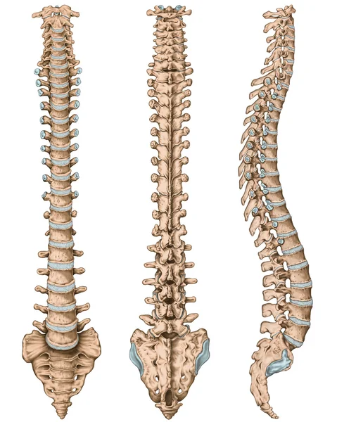 Anatomy of human bony system, human skeletal system, the skeleton, spine, columna vertebralis, vertebral column, vertebral bones, trunk wall, anatomical body, anterior, posterior and lateral view Stock Photo