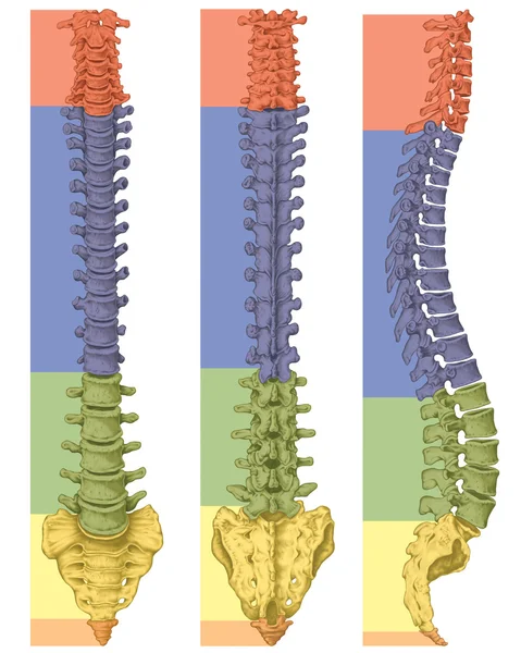 Anatomy of human bony system, human skeletal system, the skeleton, spine, columna vertebralis, vertebral column, vertebral bones, trunk wall, anatomical body, anterior, posterior and lateral view Stock Picture