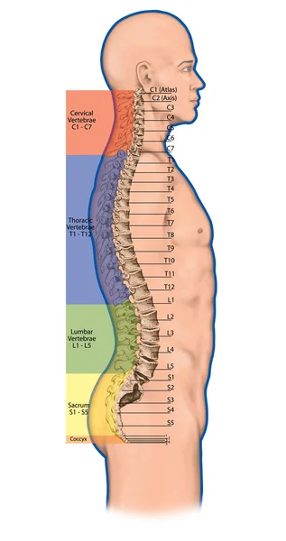 Didactic board,anatomy of human bony system, human skeletal system, the skeleton, spine, the bony spinal column, columna vertebralis, vertebral column, vertebral bones, anatomical body, lateral view Stock Photo