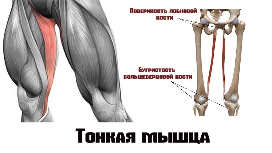 Тонкая мышца 